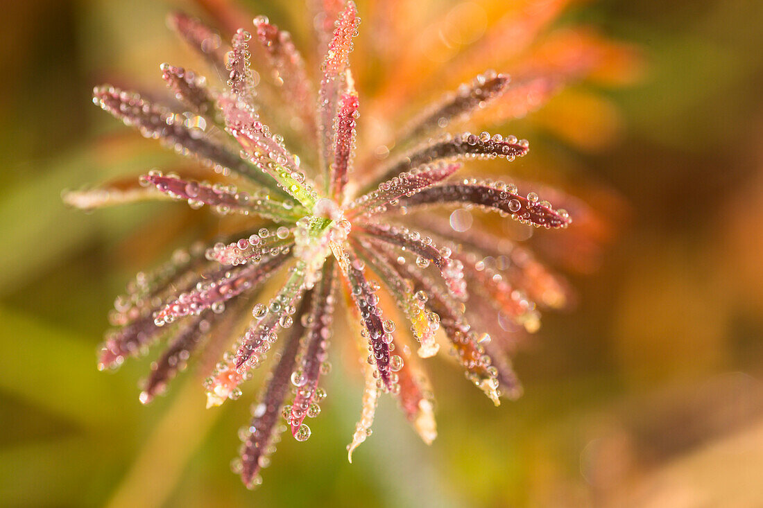 a close up of an alpine plant in a early morning with dewdrops