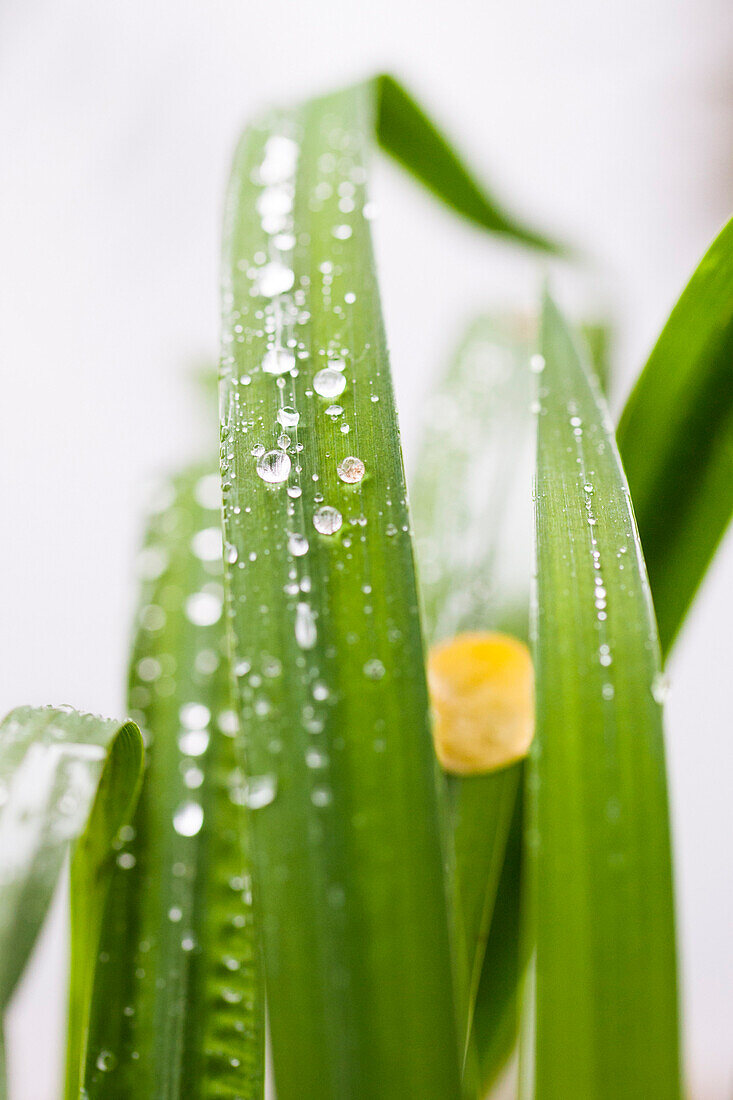 an abstract close up of green leaves, dewdrops and a round yellow leaf