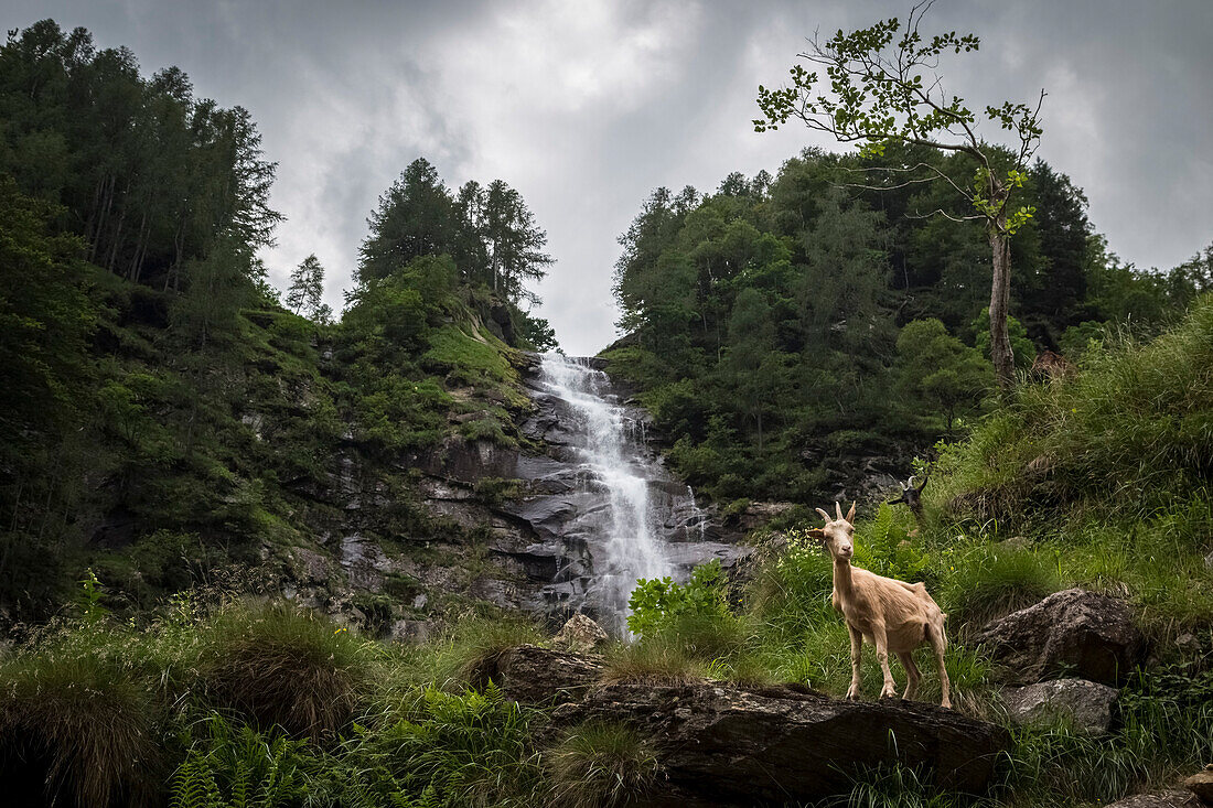 A goat in front of the Cascata della Froda, Sonogno, Valle Verzasca, Canton Ticino, Switzerland