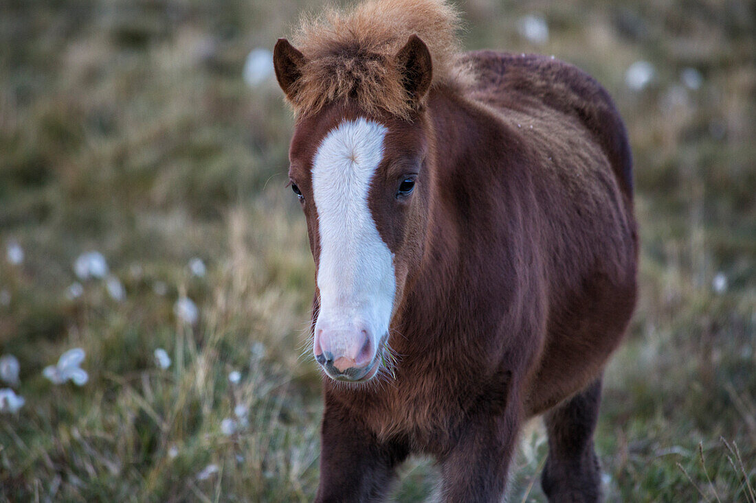Wild horses, Europe, Iceland, Region Vesturland