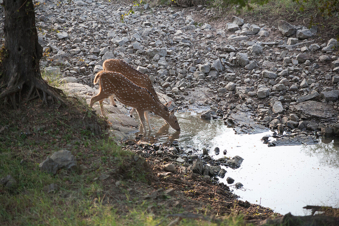 Safari, Asien, Indien, Sawai Madhopur Bezirk