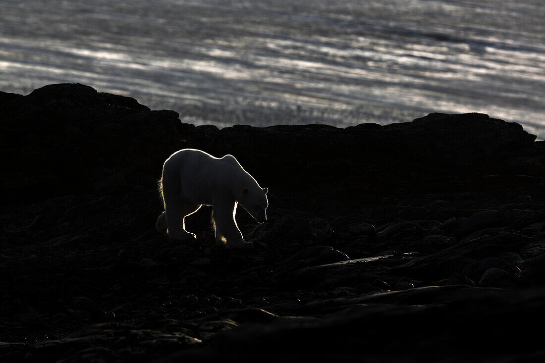 Polar bear in rim light, Kvitoya island, Eastern Svalbard, Arctic Ocean, Norway