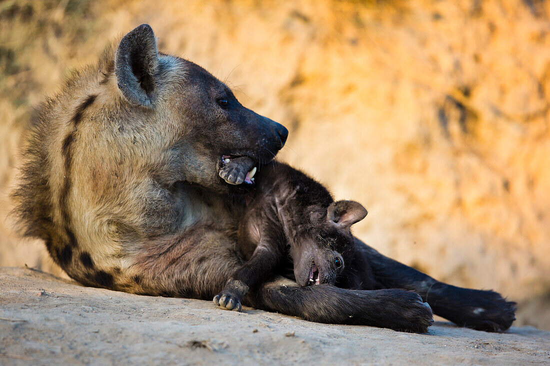 Timbavati Game Reserve, Greater Kruger, South Africa