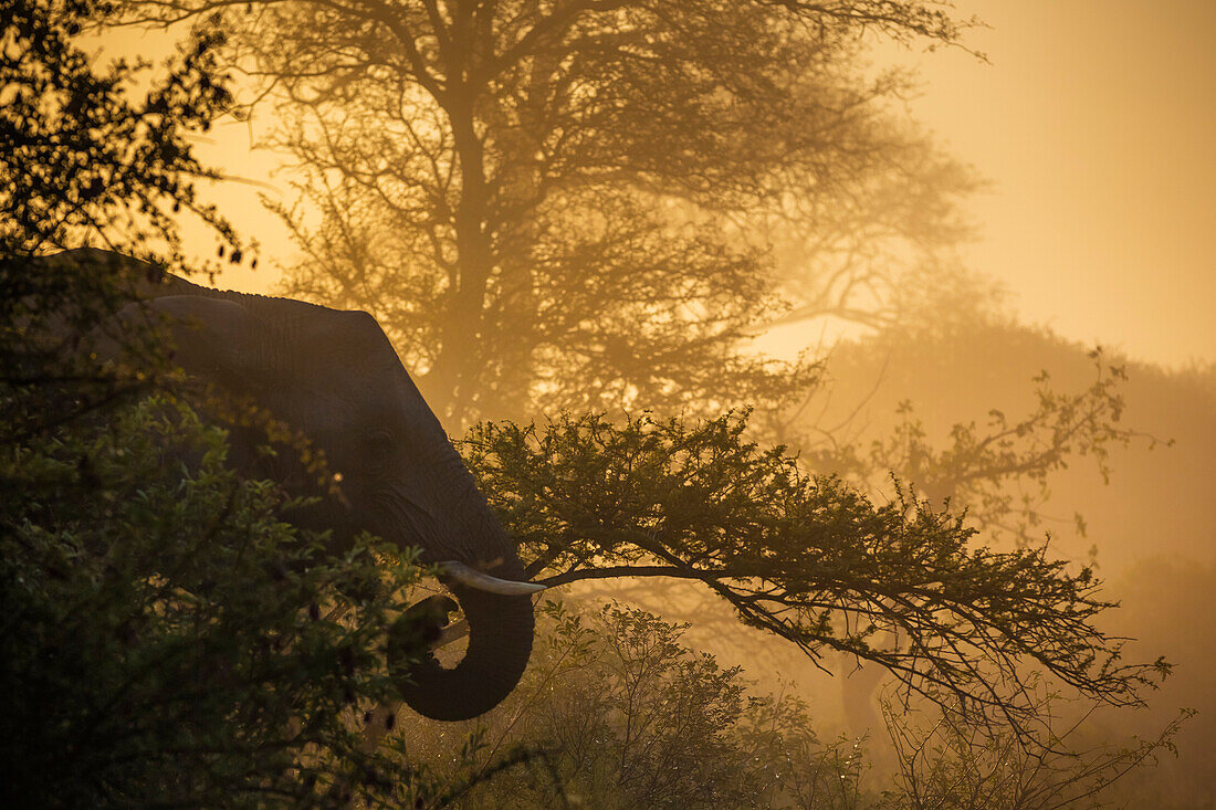 Timbavati Game Reserve, Greater Kruger, Südafrika