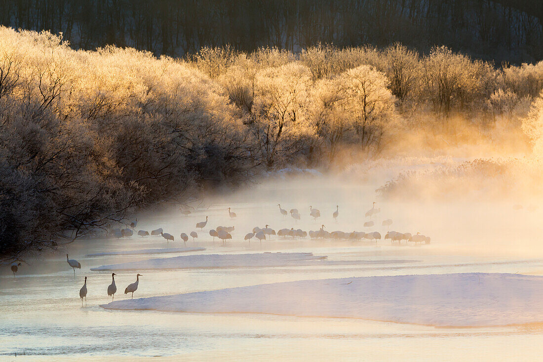 Red crowned cranes from Otowa bridge, Tsurui, Hokkaido, Japan