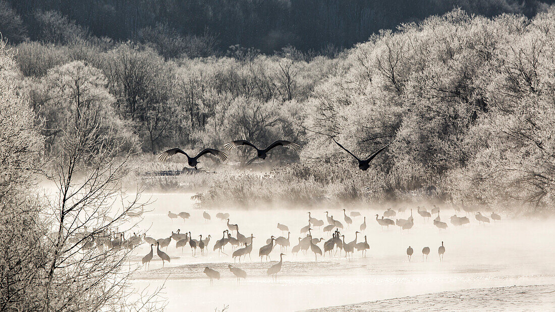 Red crowned cranes from Otowa bridge, Tsurui, Hokkaido, Japan