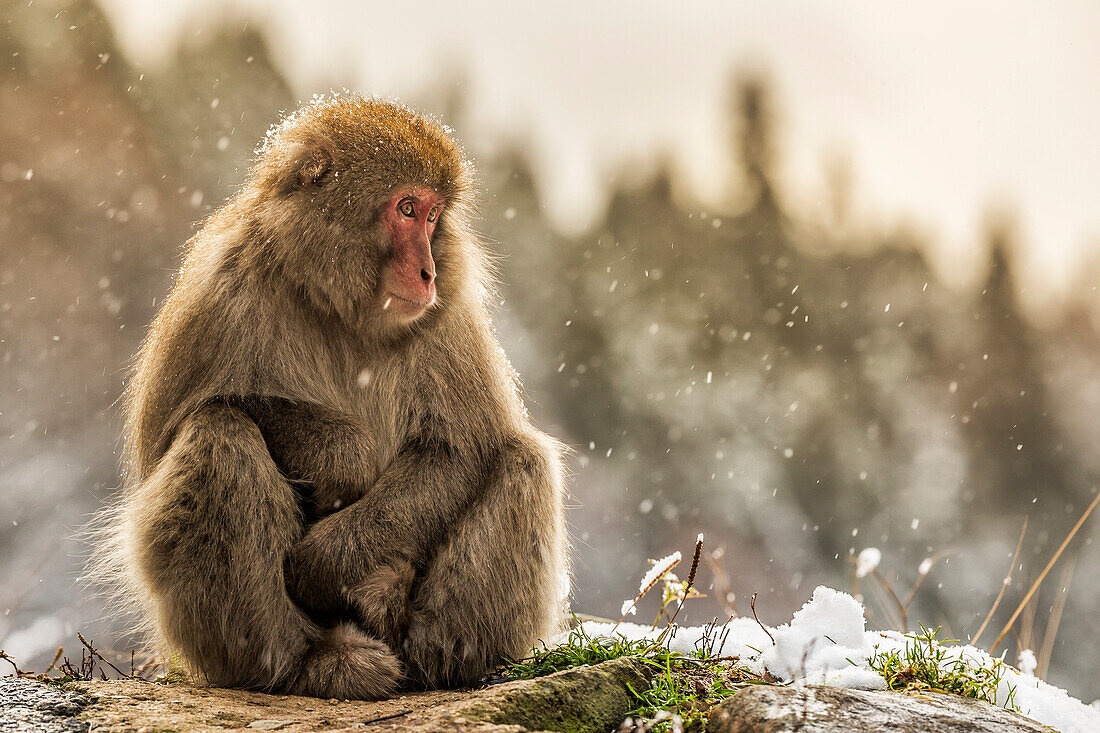 Snow monkeys of Jogokudani valley, Nakano, Nagano prefecture, Japan