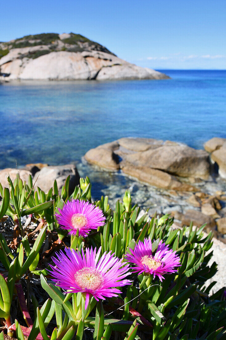 Violette Blumen, Trommeln und trnsparent Meer, Cala dell'Arenella, Giglio Insel, Toskana, Italien
