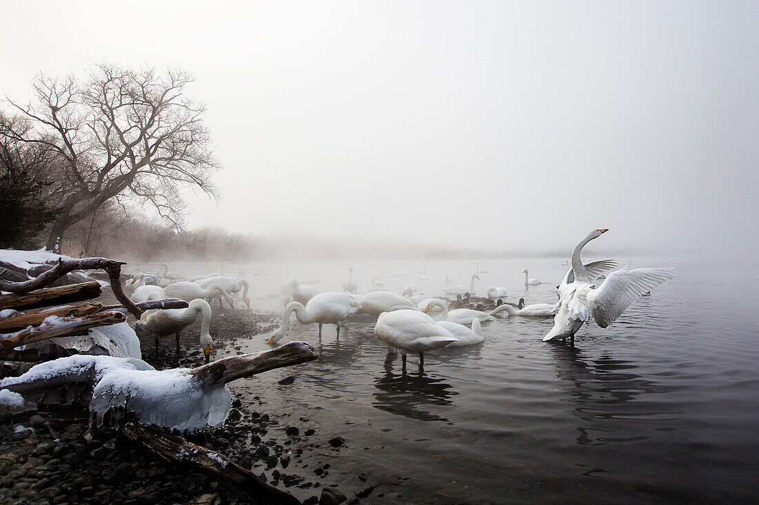 Whooper Schwäne im See Kussharo, Hokkaido, Japan