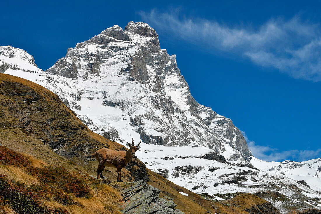 Ibex mit Cervino, Matterhorn, auf Backgorund, Valtournenche, Aostatal, Italien