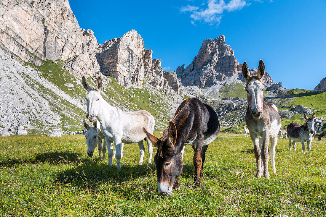 Mondeval, Dolomiten, Cortina d'Ampezzo, Venetien, Belluno, Italien