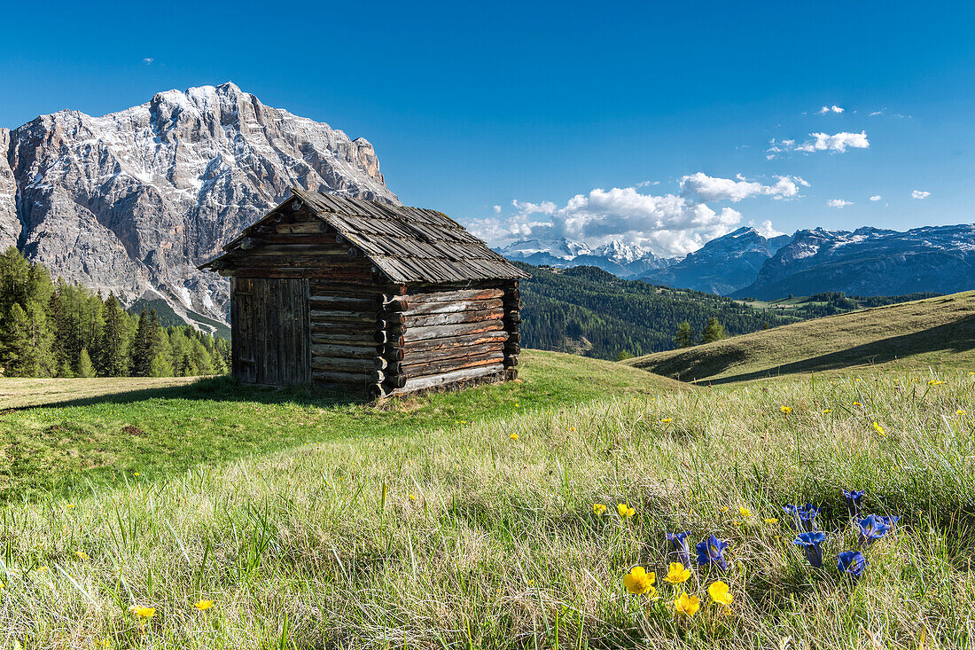 La Valle , Wengen, Alta Badia, Bolzano province, South Tyrol, Italy, In the pastures of Pra de Rit