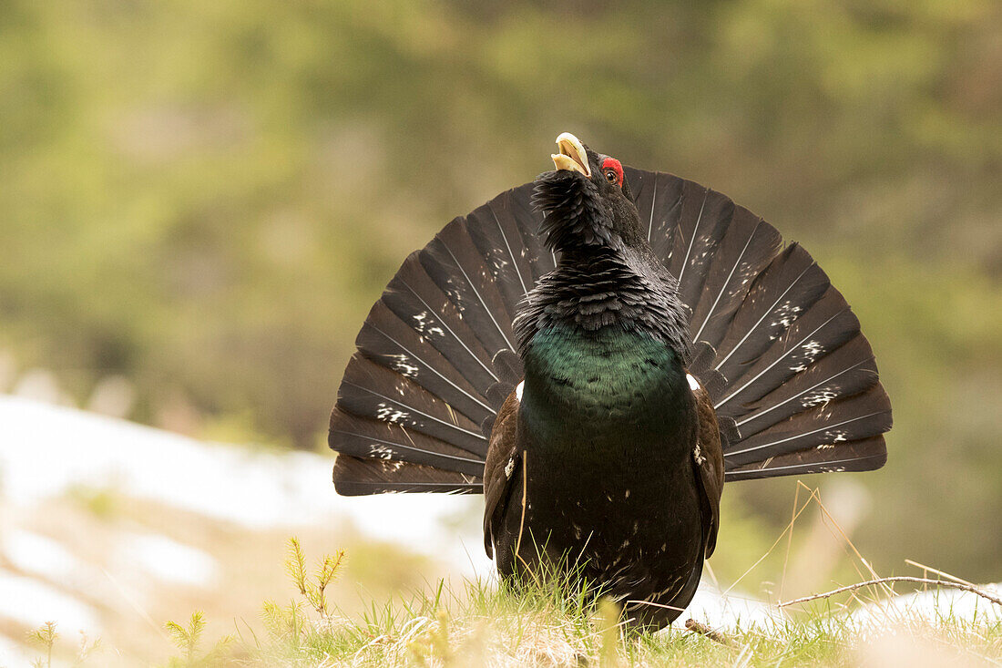 Trentino Alto Adige, Italy, Capercaillie