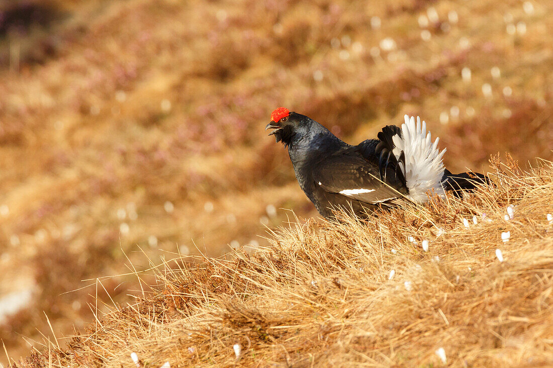 Lombardy, Italy, Black grouse