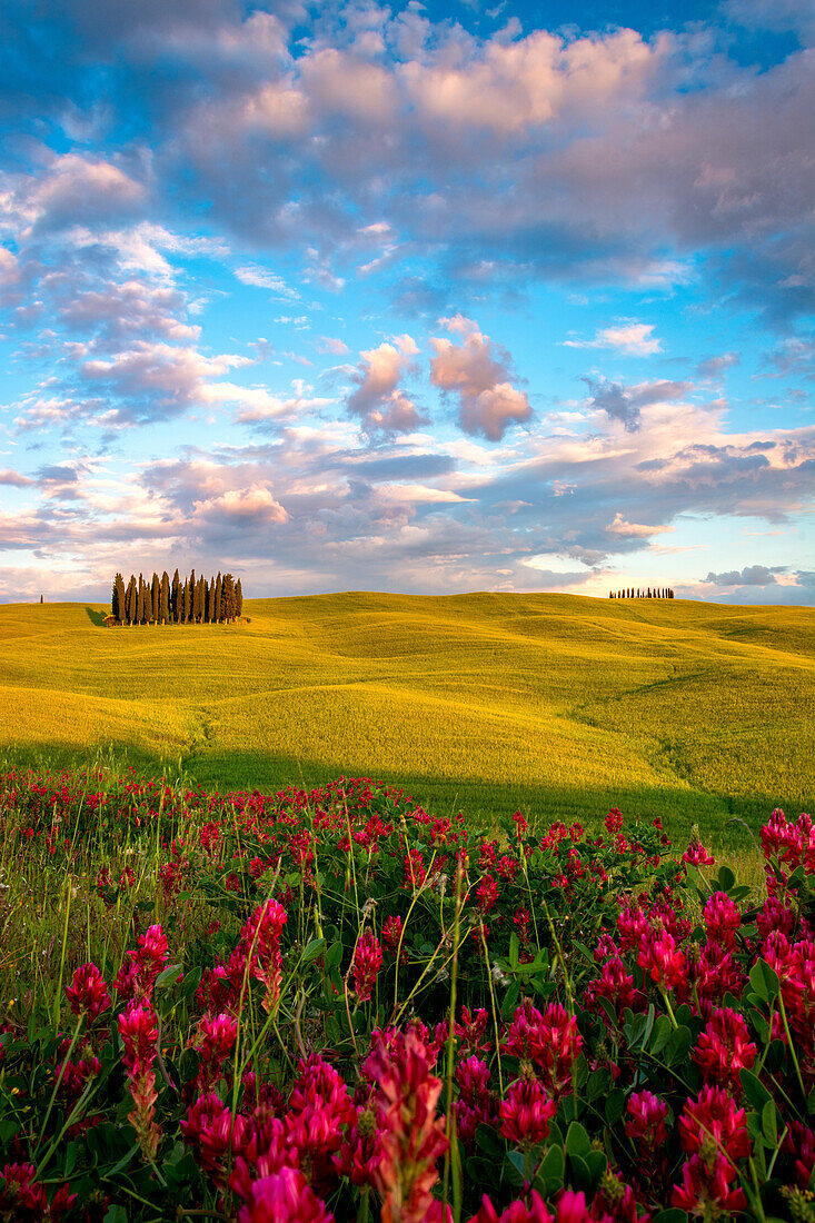 The cypress trees in the Val d' Orcia , San Quirico d' Orcia , Tuscany