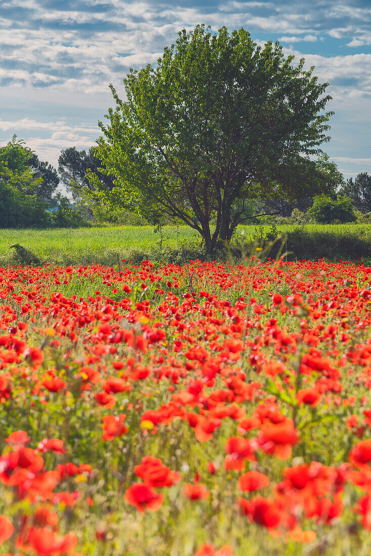 Europa, Italien, Mohn in Franciacorta, Provinz Brescia