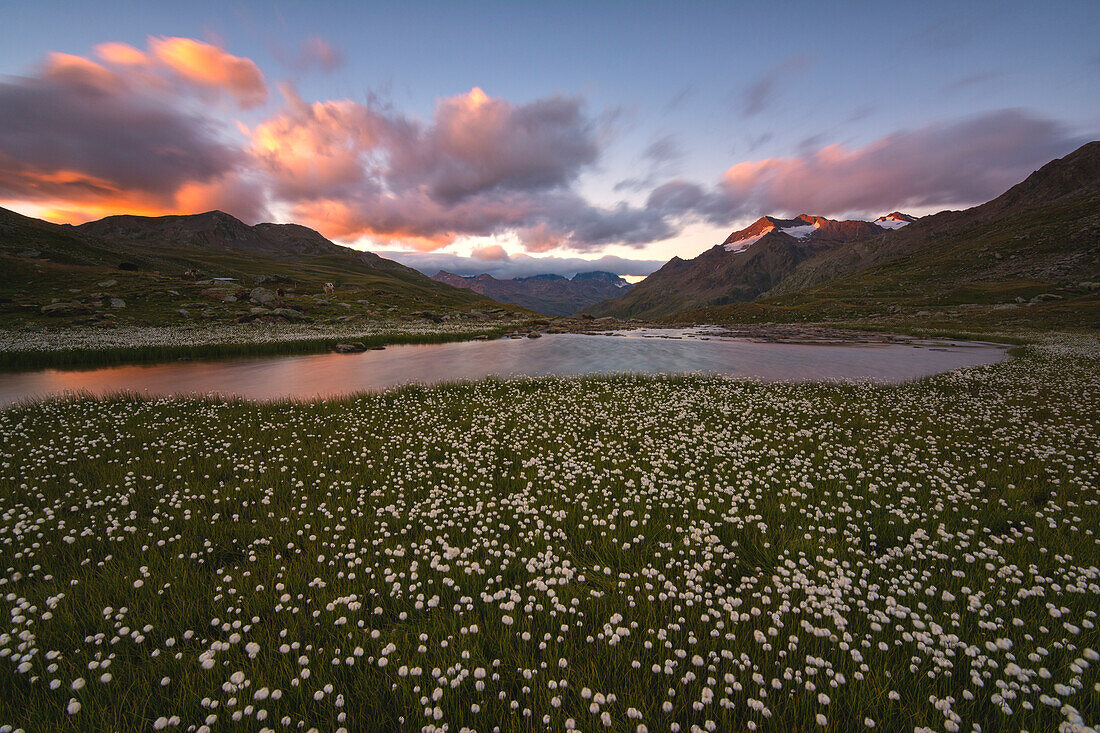 Blooming in Gavia pass, Brescia province, Lombardy district, Italy, Europe