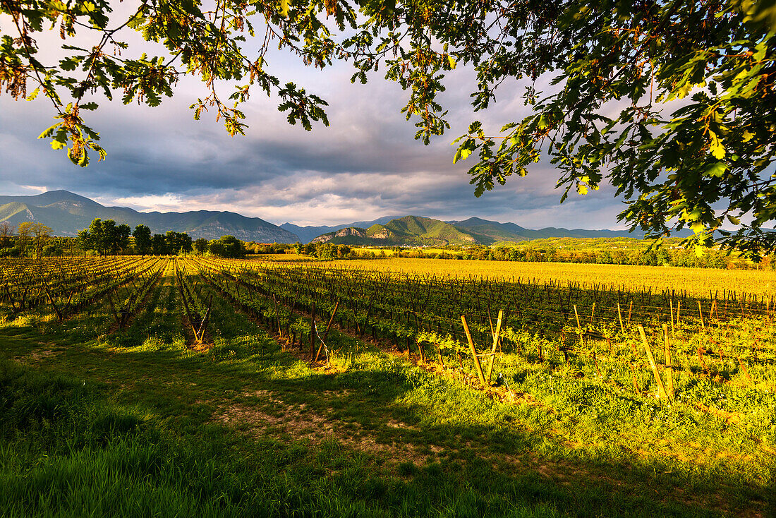 Vineyards in Franciacorta at sunset, Brescia province, Italy, Lombardy district, Europe