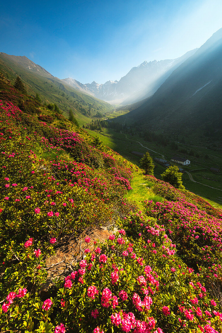 Rhododendren Blüten in Val Grande, Vezza d'Oglio, Nationalpark Stilfserjoch, Provinz Brescia, Bezirk Lombardei, Italien, Europa