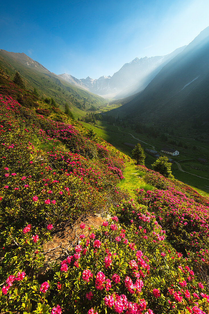 rhododendrons Bloomings in Val Grande, Vezza d'Oglio, Stelvio National park, Brescia province, Lombardy district, Italy, Europe