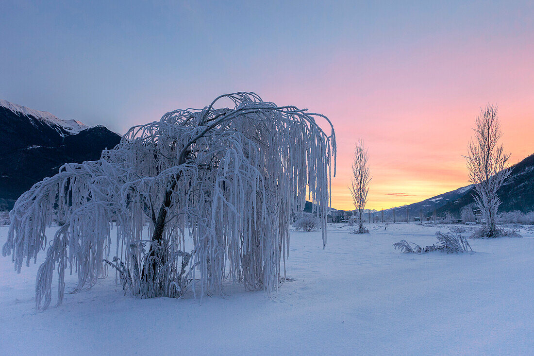 Frozen tree at Valtellina low, Lombardy, Italy, Europe
