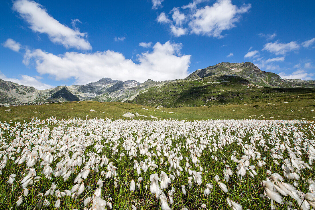 Blühende Baumwollgras in den grünen Wiesen von Andossi Madesimo Spluga Tal Sondrio Provinz Valtellina Lombardei Italien Europa