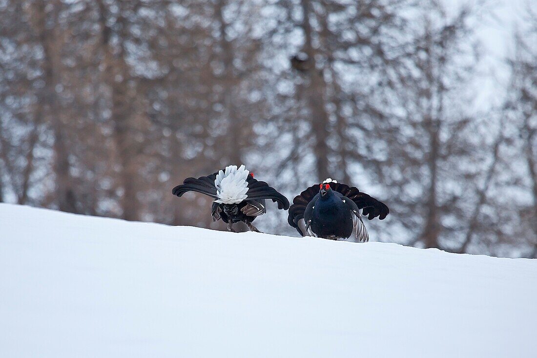 Fight between two black grouses in the snow Valgerola Valtellina Lombardy Italy Europe