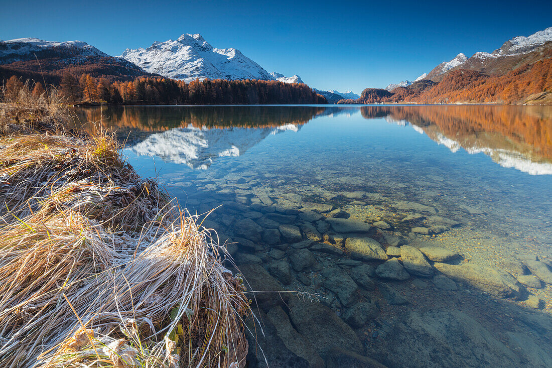 The snowy peaks and colorful woods are reflected in Lake Champfèr St, Moritz Canton of Graubünden Engadine Switzerland Europe