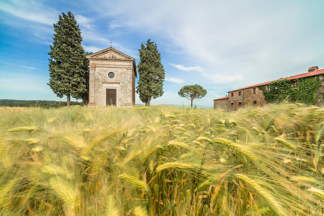 Felder von Ähren auf den sanften grünen Hügeln von Val d'Orcia Provinz Siena Toskana Italien Europa