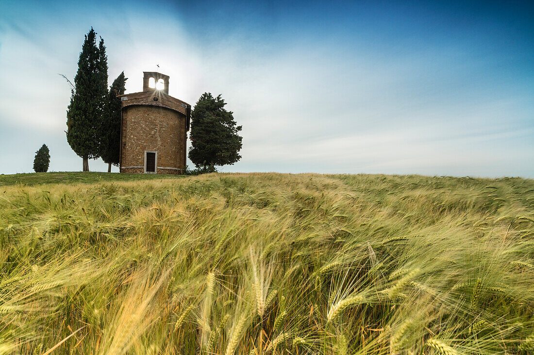 Felder von Ähren auf den sanften grünen Hügeln von Val d'Orcia Provinz Siena Toskana Italien Europa