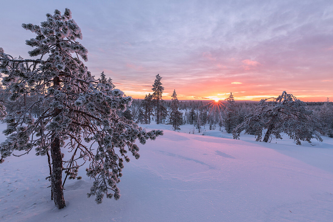 Pink lights of the arctic sunset illuminate the snowy woods Vennivaara Rovaniemi Lapland region Finland Europe