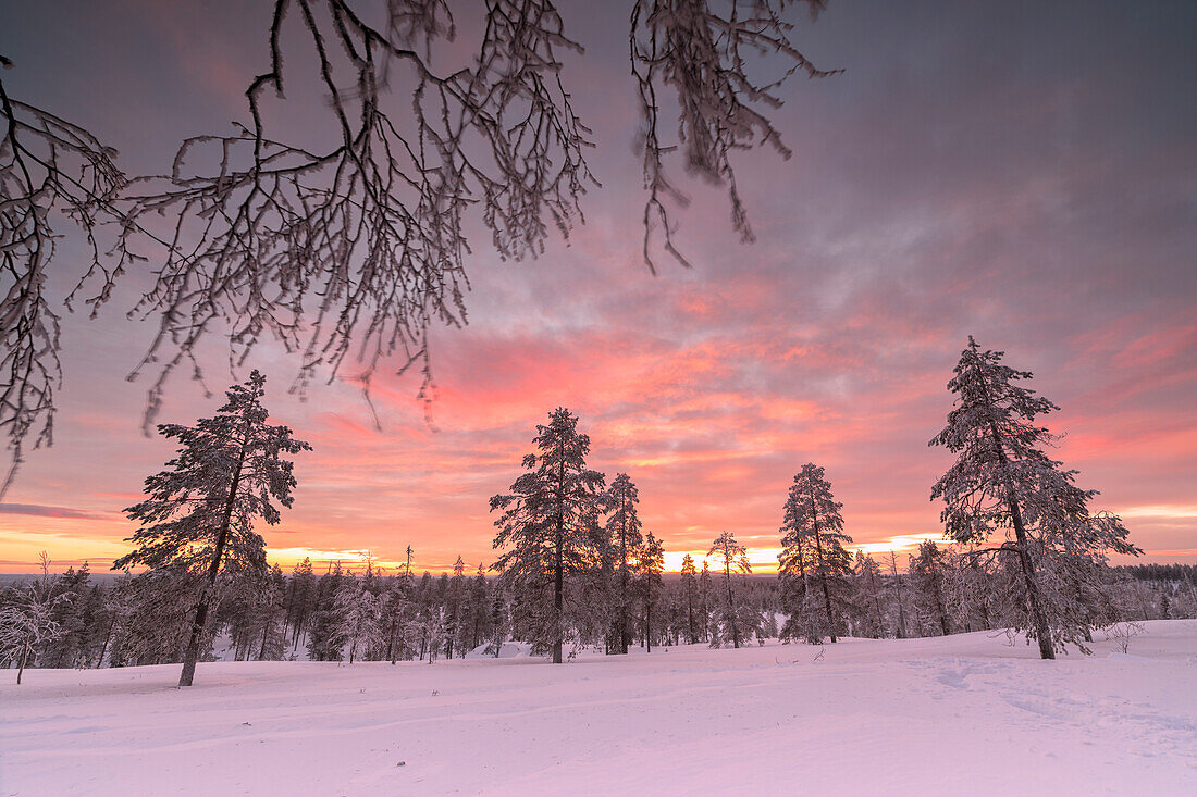 Das rosa Licht des arktischen Sonnenuntergangs beleuchtet die schneebedeckten Wälder Vennivaara Rovaniemi Lappland Region Finnland Europa