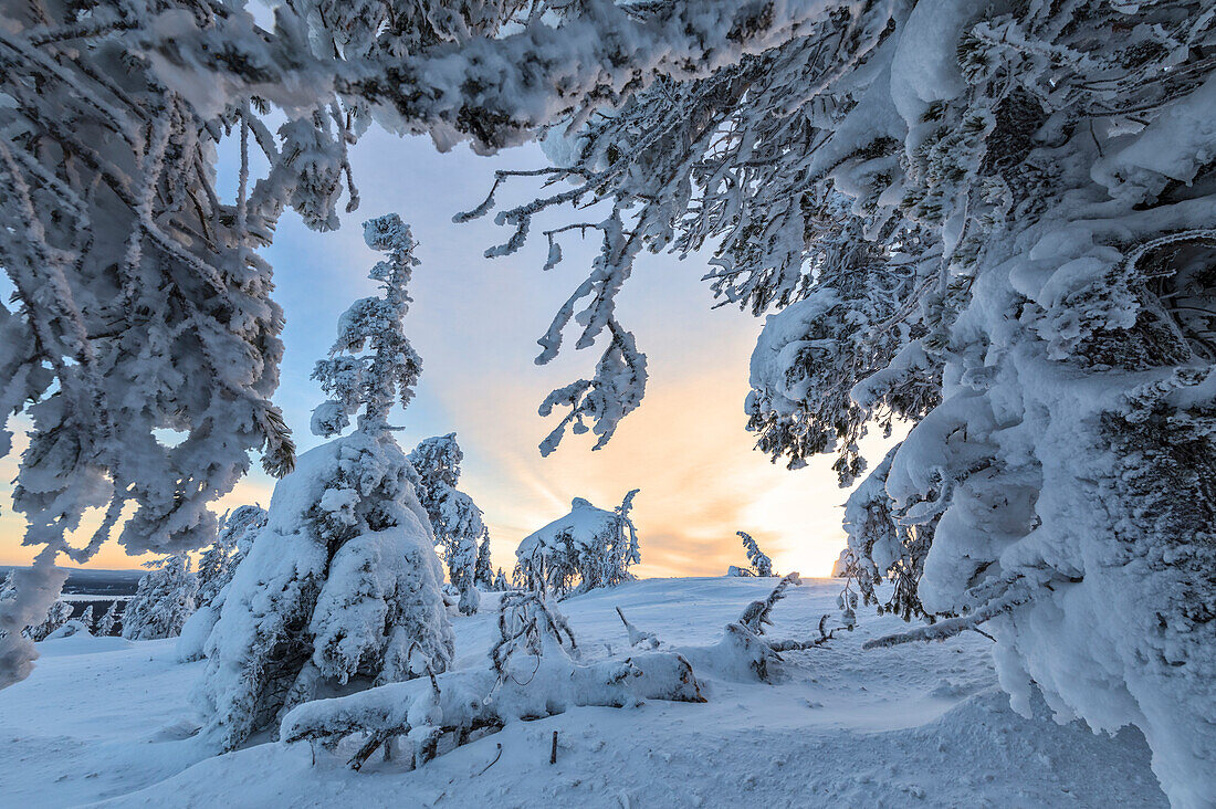 Gefrorene Äste und verschneite Landschaft im kalten arktischen Winter Ruka Kuusamo Ostbottnien Region Lappland Finnland Europa