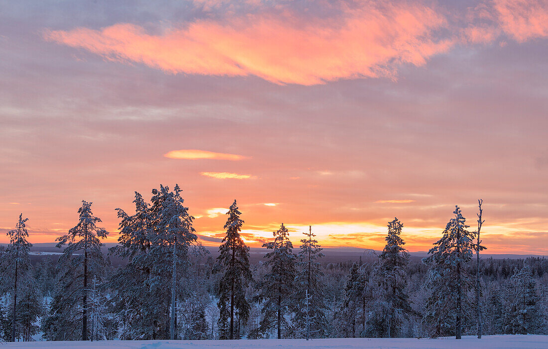 Rosa Lichter des arktischen Sonnenuntergangs beleuchten die schneebedeckten Wälder Vennivaara Rovaniemi Lappland Region Finnland Europa