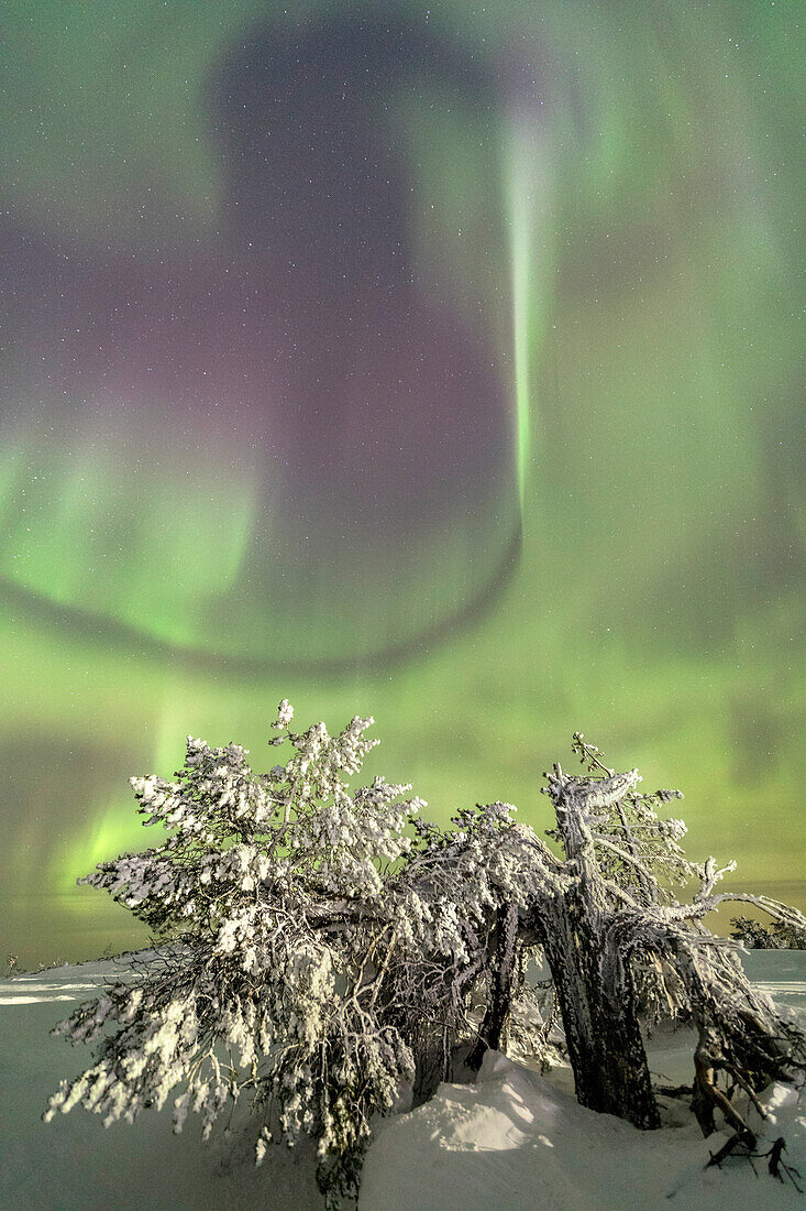 Nordlichter und Sternenhimmel auf der verschneiten Landschaft und den gefrorenen Bäumen Levi Sirkka Kittilä Lappland Region Finnland Europa