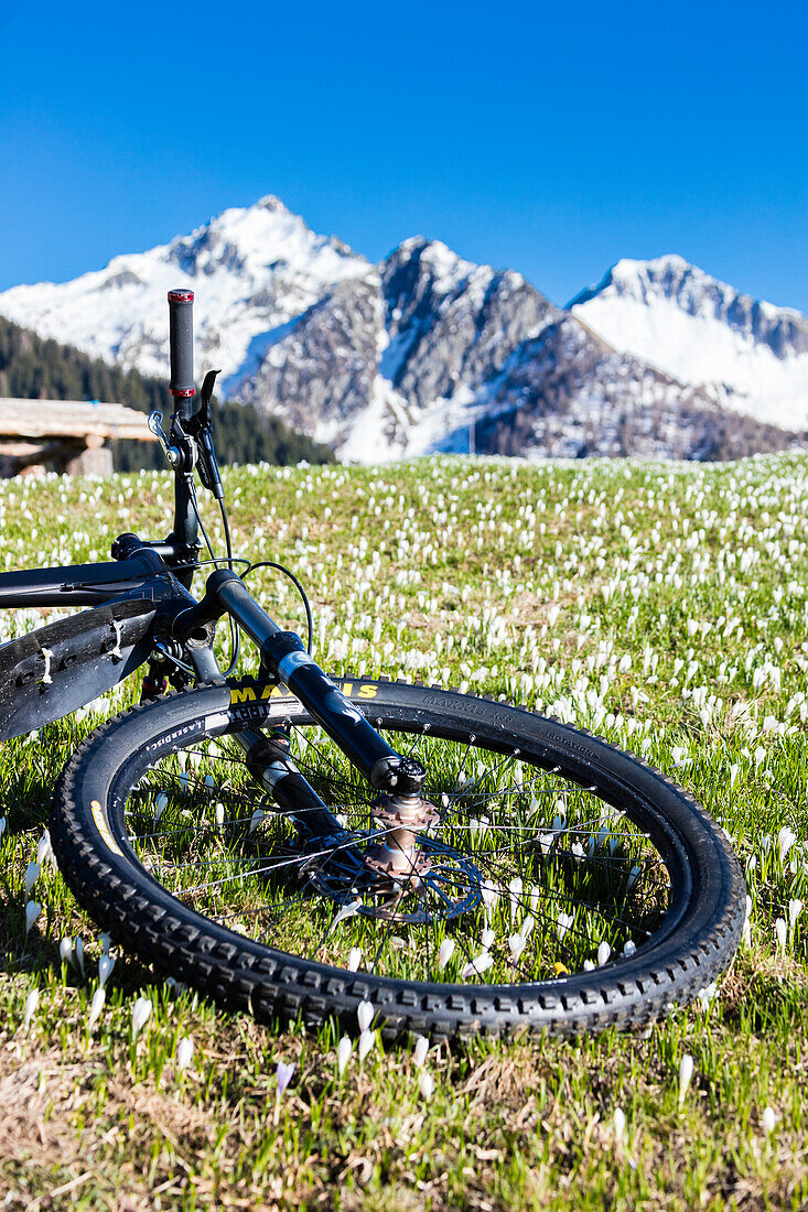 Mountainbike auf grünen Wiesen bedeckt von Krokus in Blüte Albaredo Tal Orobie Alpen Valtellina Lombardei Italien Europa