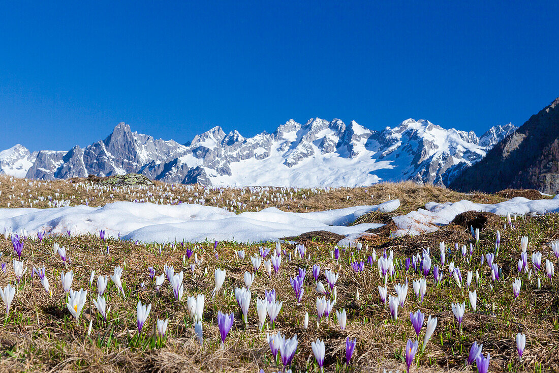 Colorful Crocus in meadows framed by snowy peaks Alpe Granda Sondrio province Masino Valley Valtellina Lombardy Italy Europe