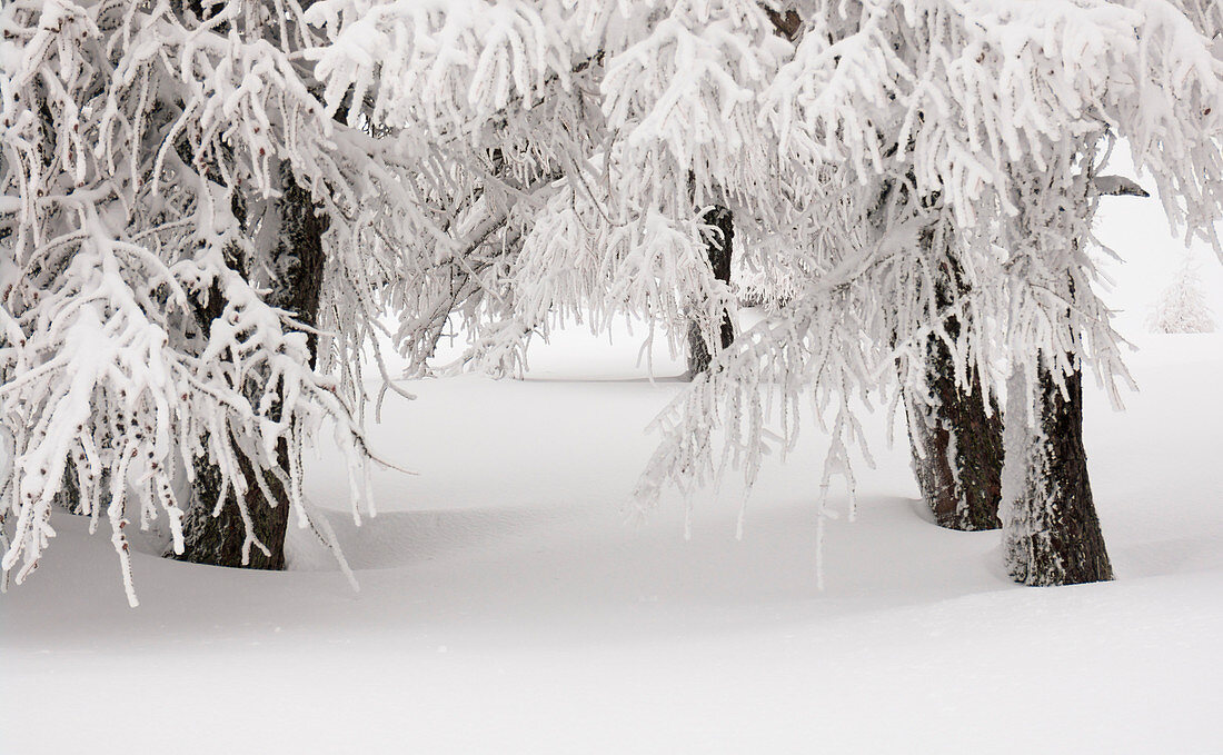 Bäume mit Schnee bedeckt nach einem Winter Schneesturm, Valgerola, Lombardei, Italien