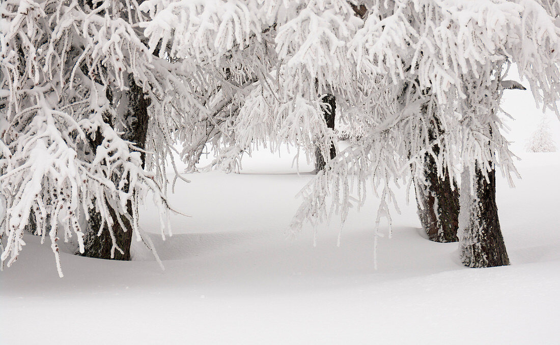 Trees covered by snow after a winter snow storm, Valgerola, Lombardy, Italy