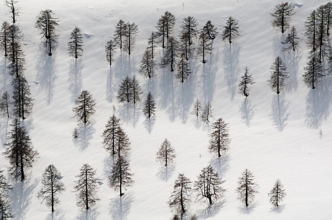 Larchs over white in spring, Valgerola, Valtellina, Lombardy, Italy