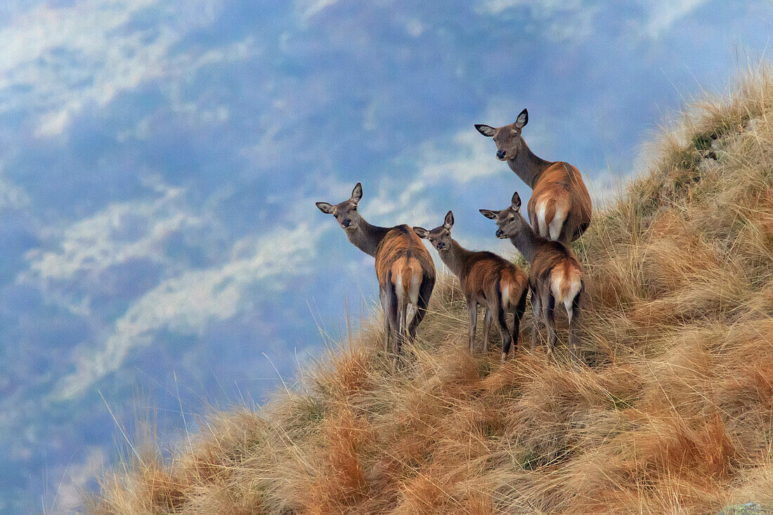 Red Deer, Cervus elaphus, Familie mit Blick auf den Fotografen, Valle Albano, Como, Lombardei, Italien