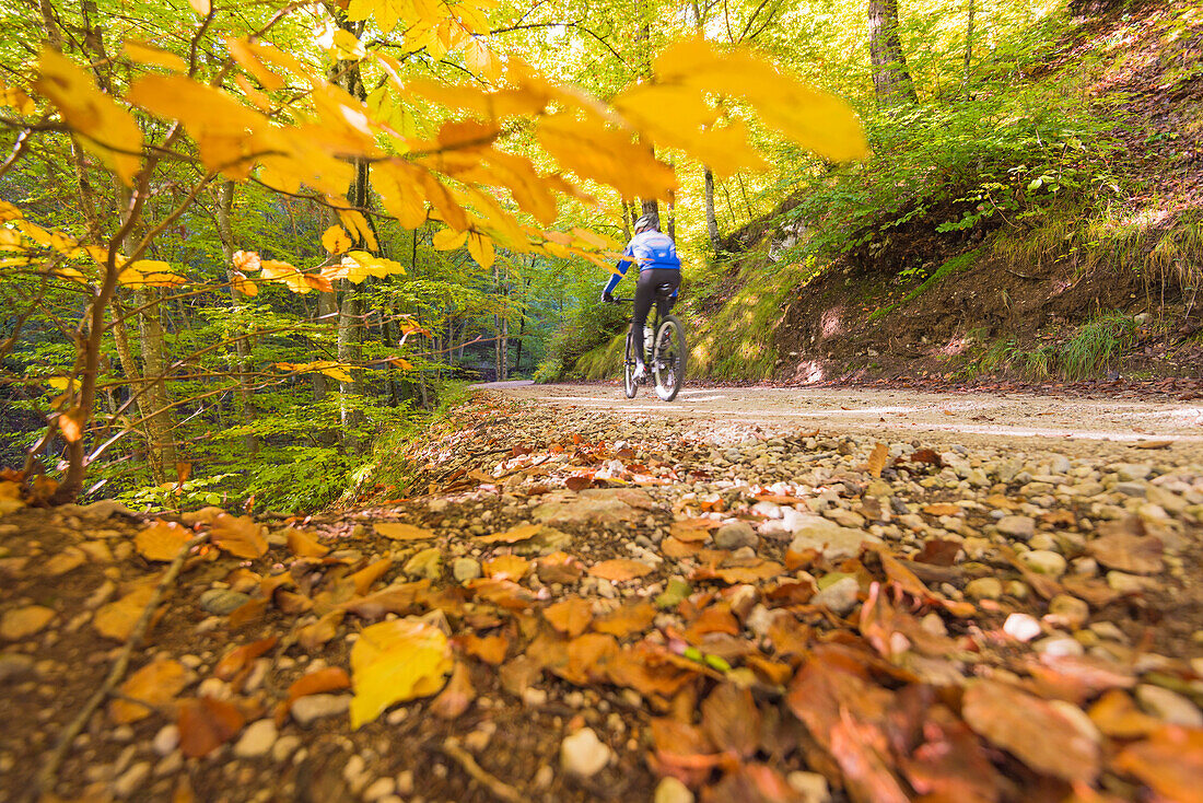 Cyclist between autumn colors, Europe, Italy, Trentino region, Trento district, Sporminore city, Non valley