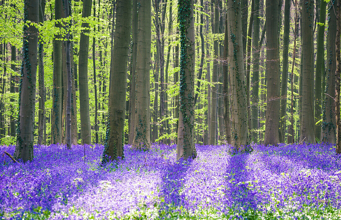 Bluebells into the Halle Forest, Halle, Bruxelles, Flandres, Belgium