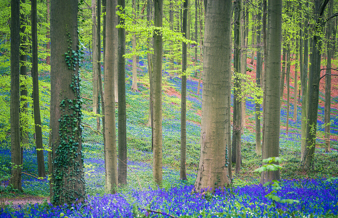 Bluebells in den Halle-Wald, Halle, Bruxelles, Flandres, Belgien