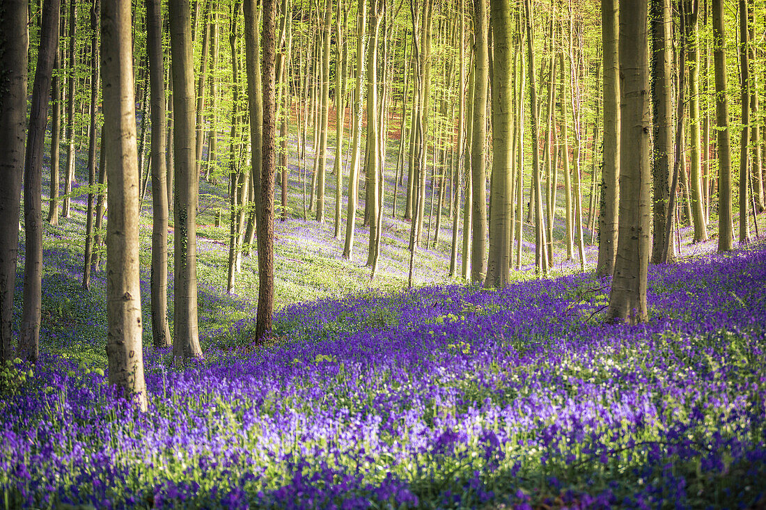 Bluebells into the Halle Forest, Halle, Bruxelles, Flandres, Belgium