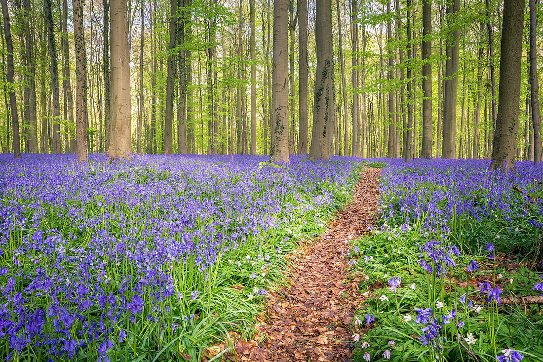 Bluebells in den Halle-Wald, Halle, Bruxelles, Flandres, Belgien