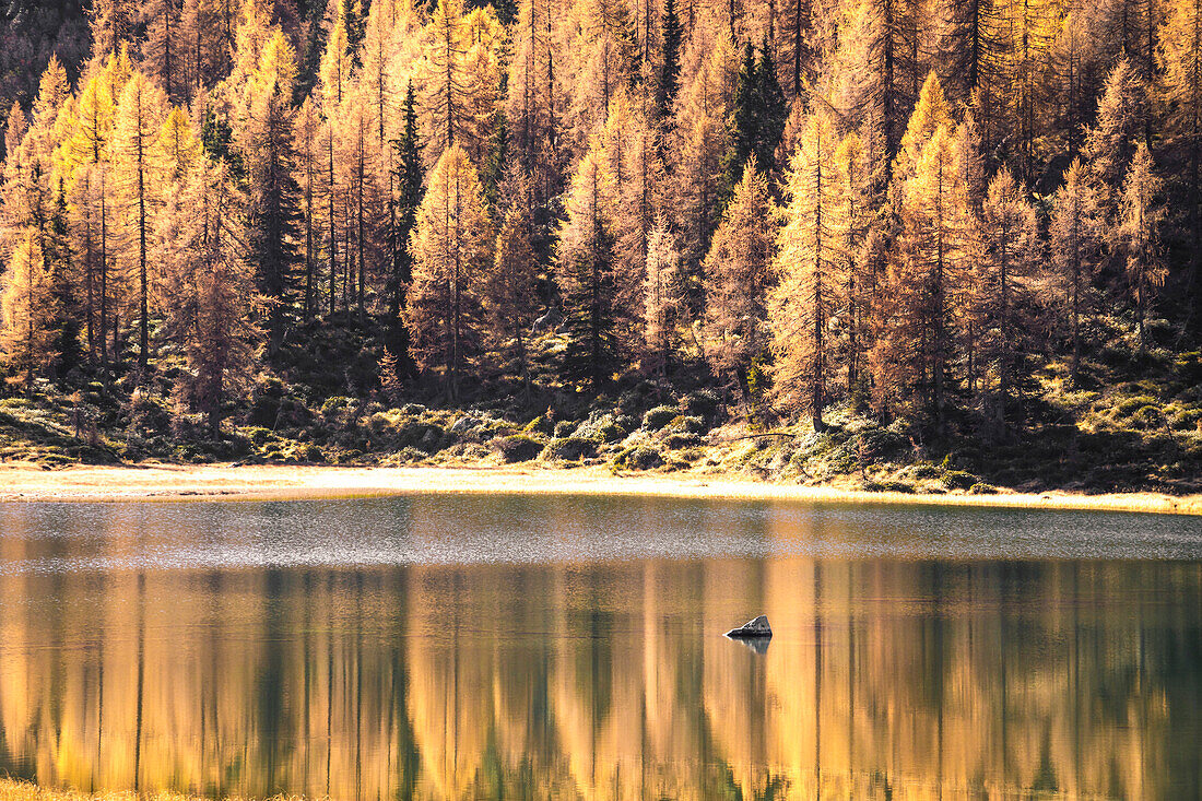 Gelbe Bäume spiegeln sich am San Giuliano See, Trentino Alto Adige, Italien