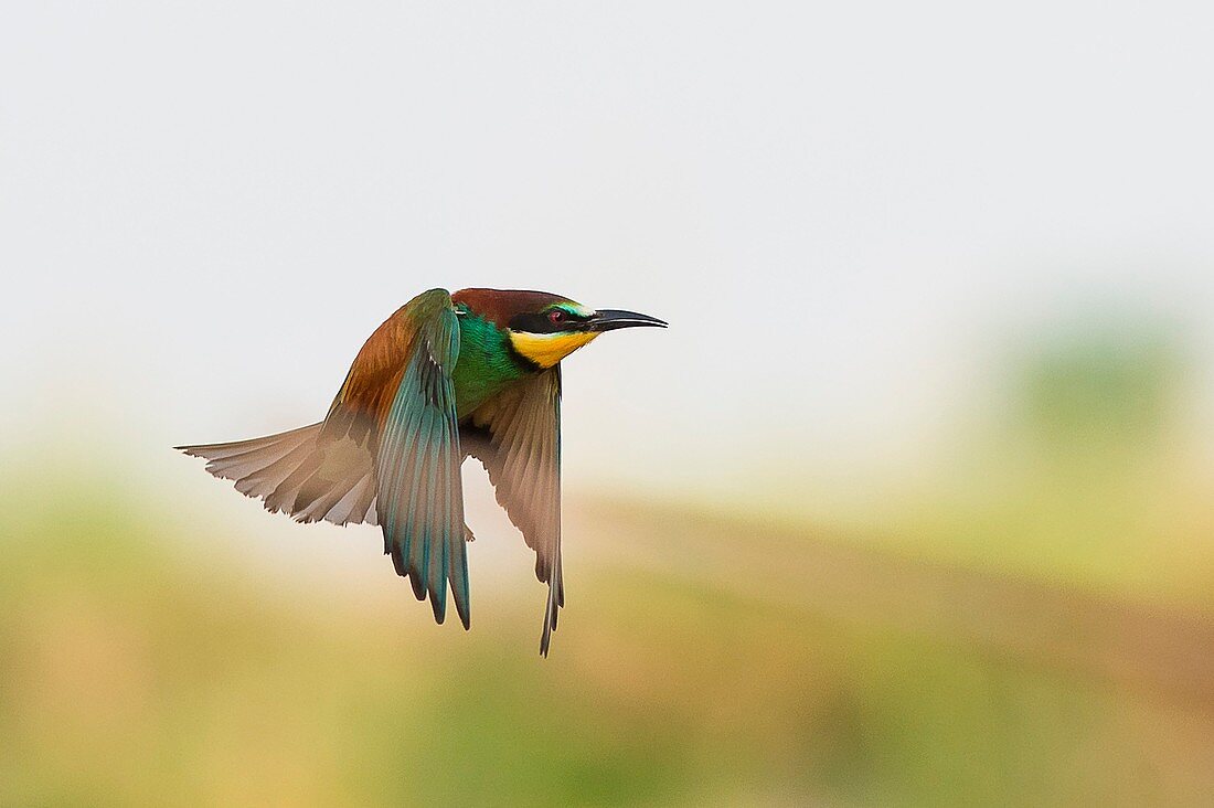 The bee-eater  photographed in flight, Canneto sull'Oglio, Mantova, Lombardy, Italy