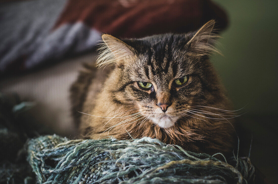 Grumpy Looking Long-Haired Cat