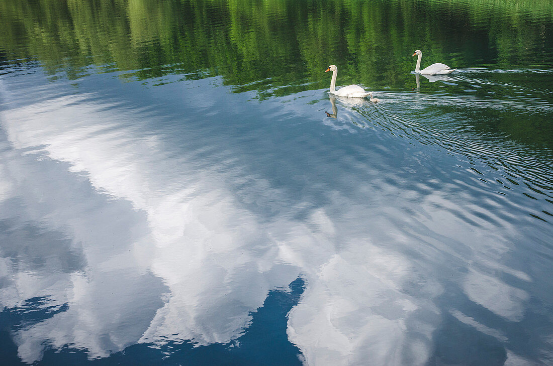 Schwäne schwimmen mit Reflexion der Wolken im Wasser, Krka Kloster, Kroatien